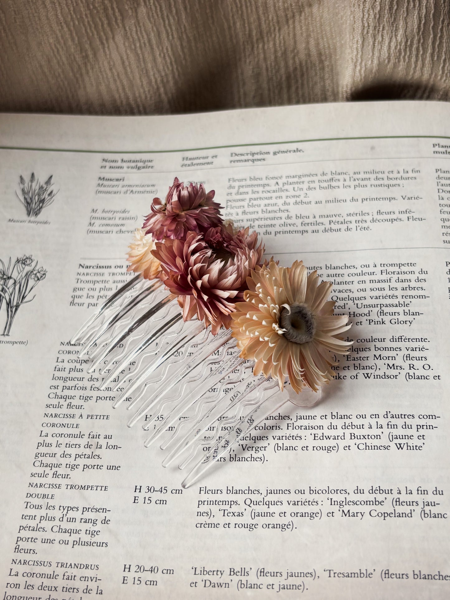 | Peigne Pierriette |